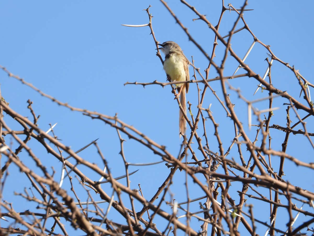 Black-chested Prinia - ML633235958