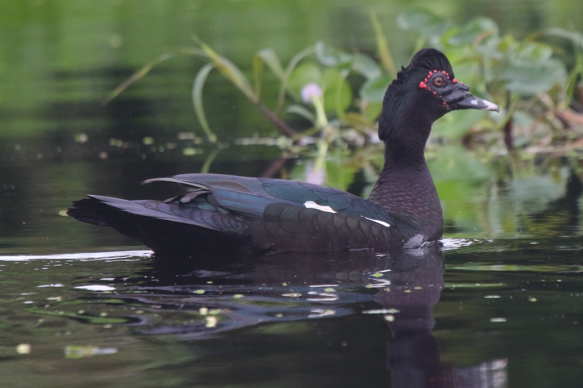 Muscovy Duck - ML633236052