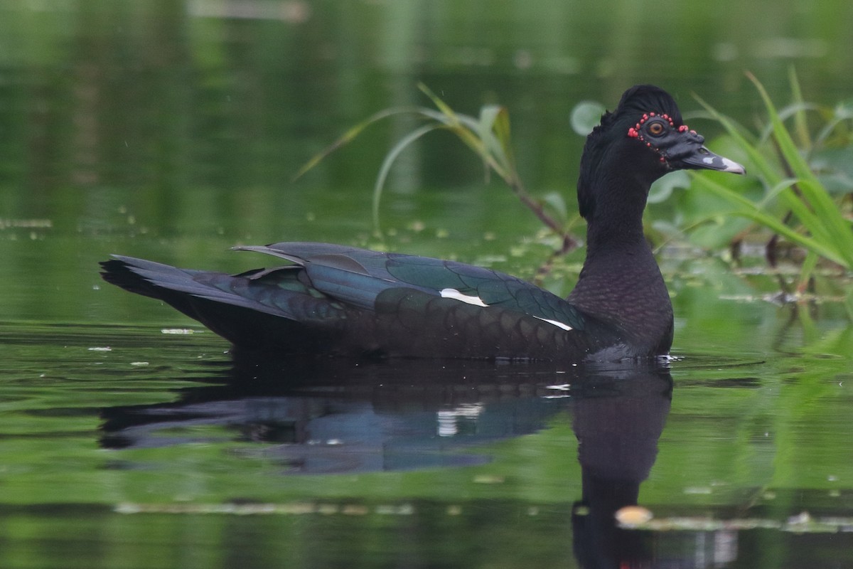 Muscovy Duck - ML633236056