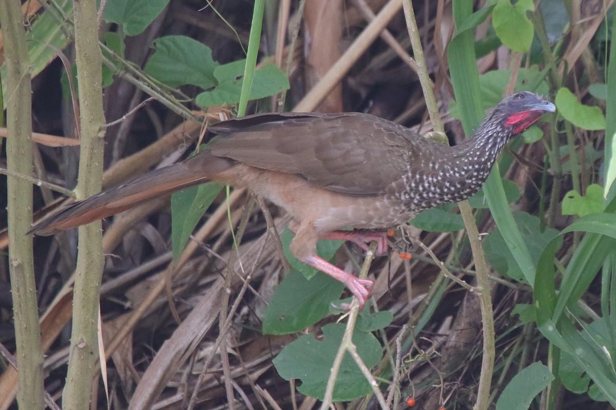 Speckled Chachalaca - ML633236059
