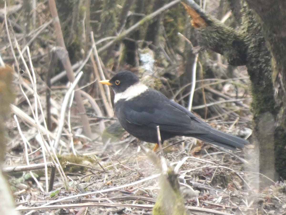 White-collared Blackbird - ML633236060