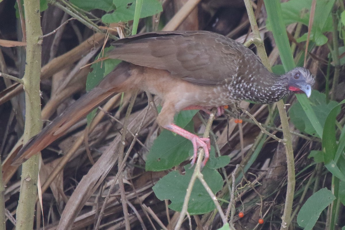 Speckled Chachalaca - ML633236061