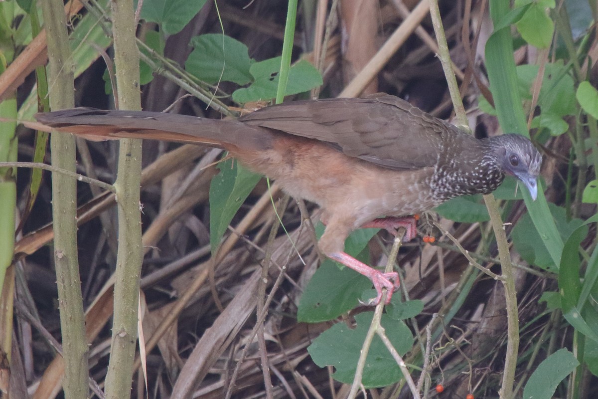 Speckled Chachalaca - ML633236062