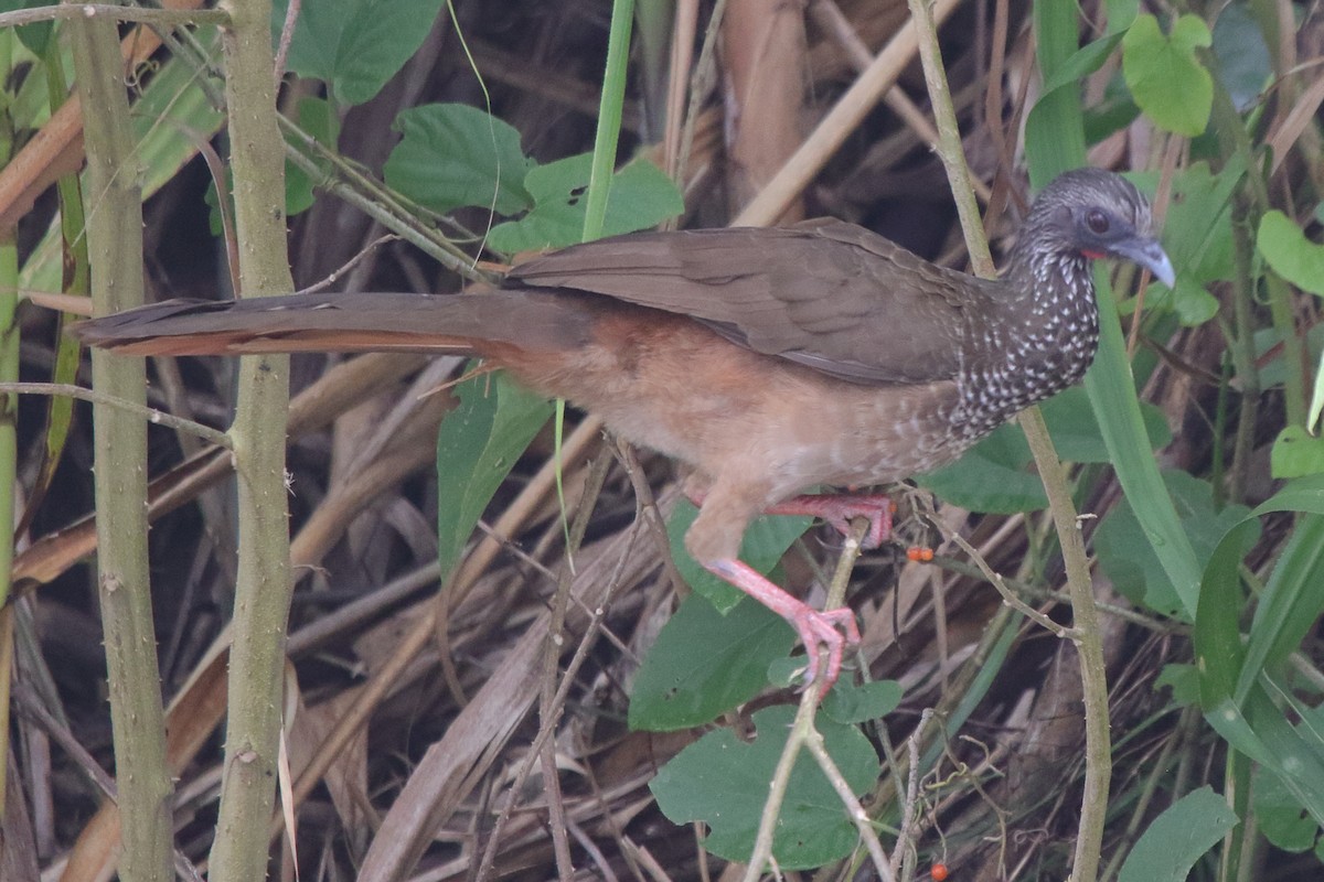Speckled Chachalaca - ML633236064