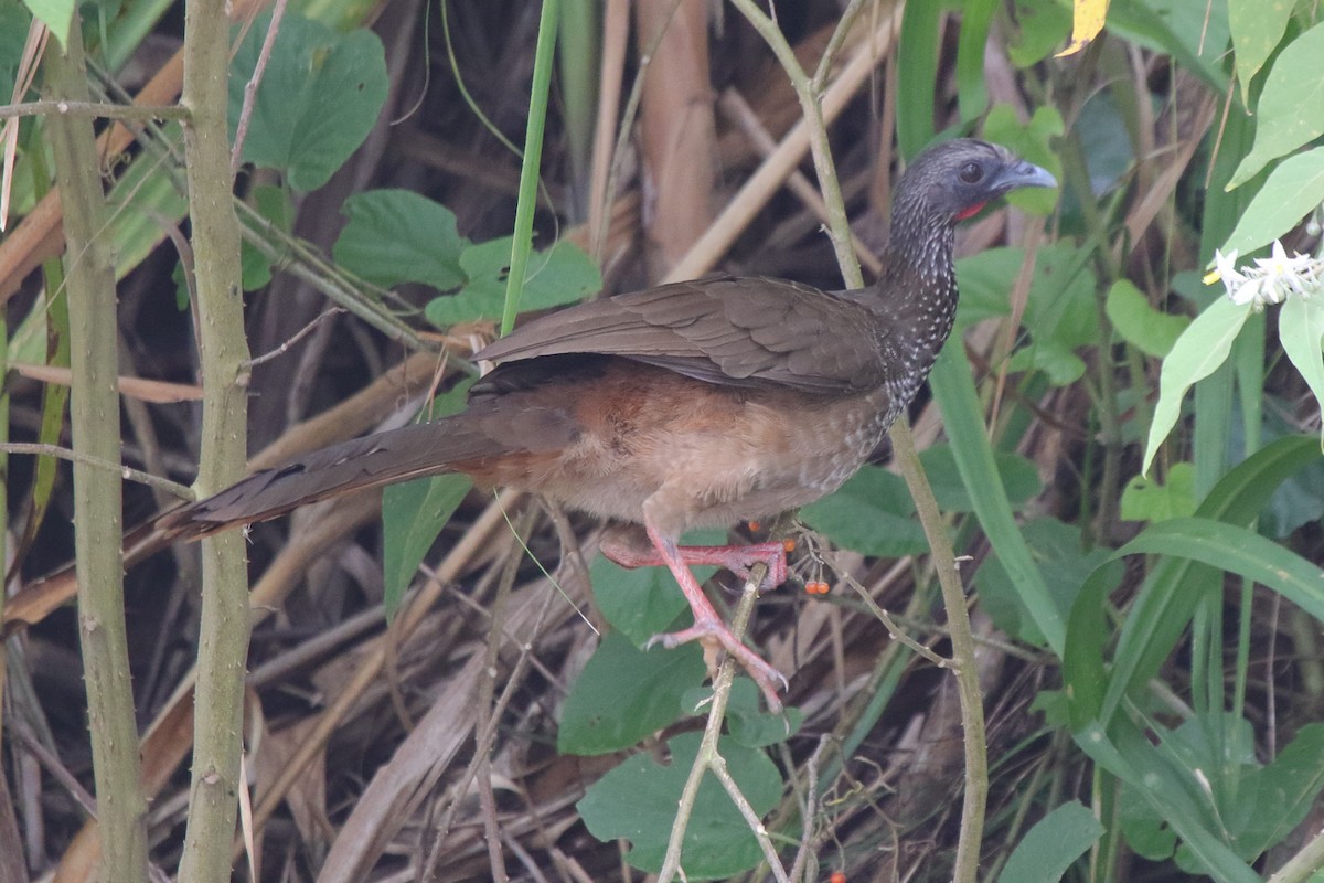 Speckled Chachalaca - ML633236065