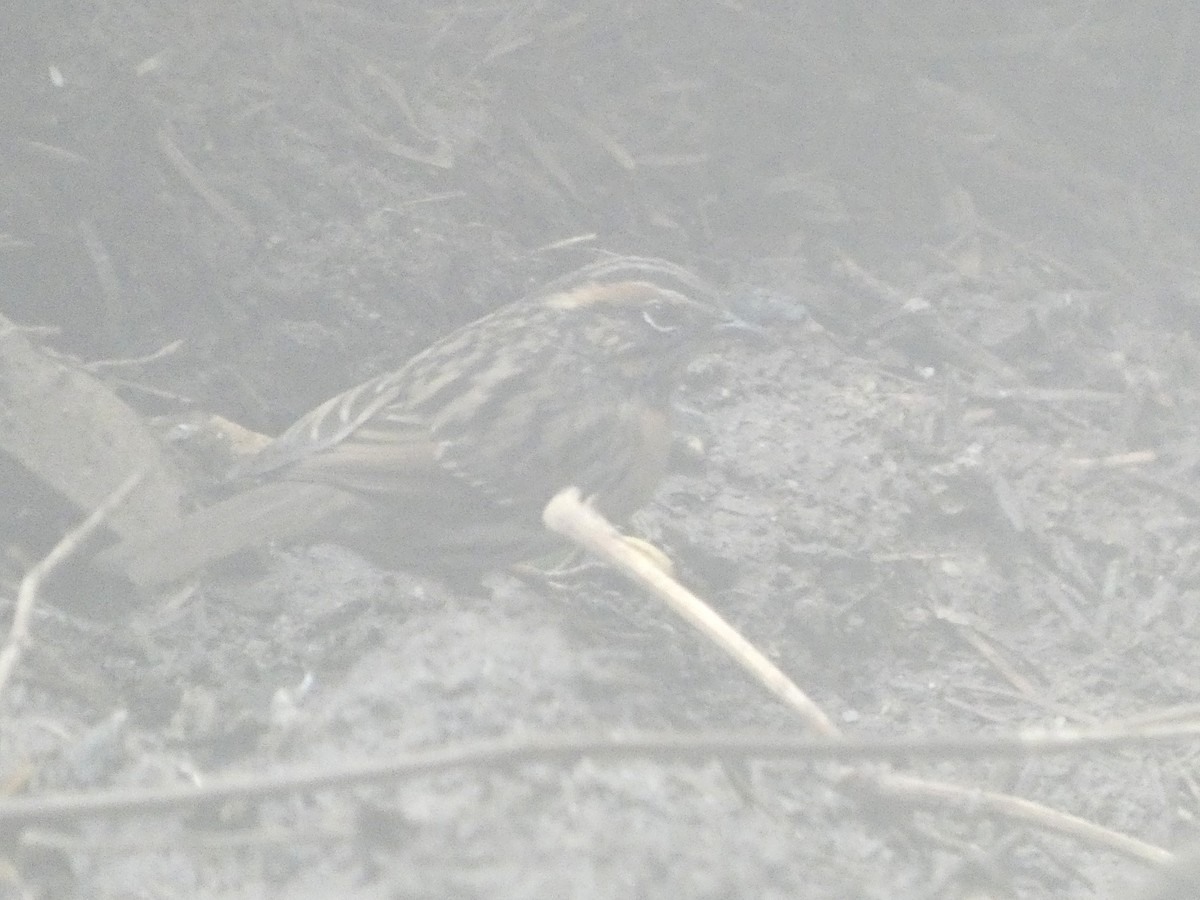 Rufous-breasted Accentor - ML633236072