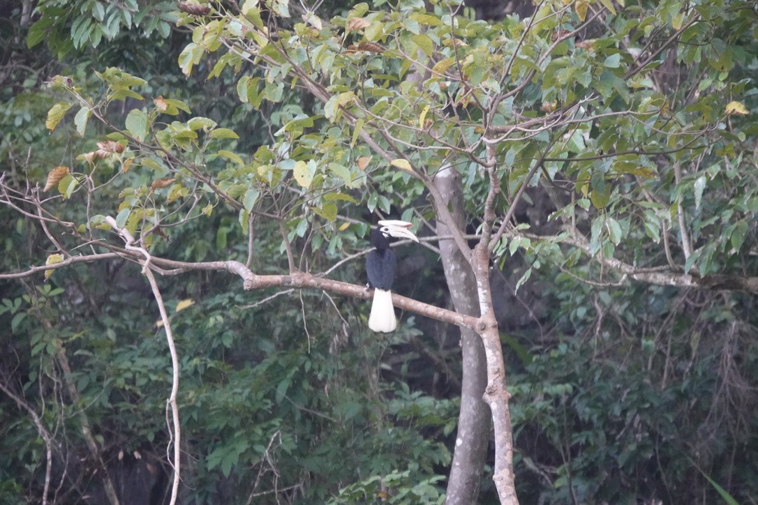 Cálao de Palawan - ML633236074