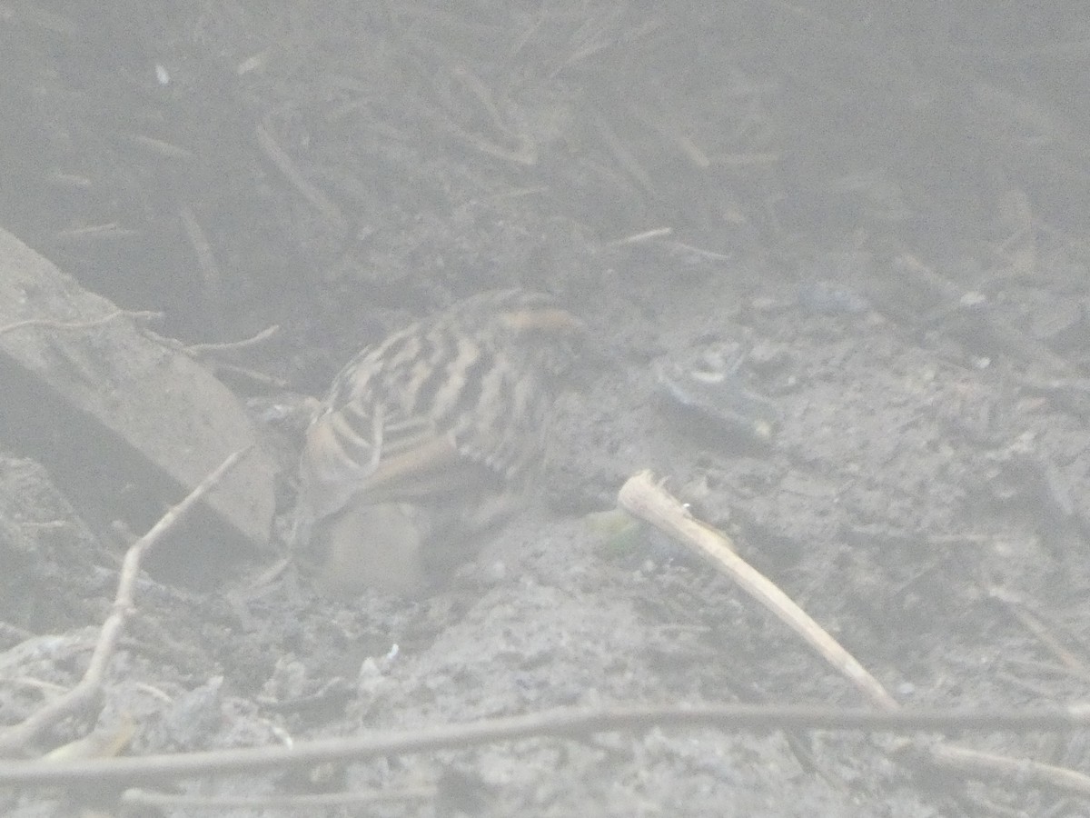 Rufous-breasted Accentor - ML633236079