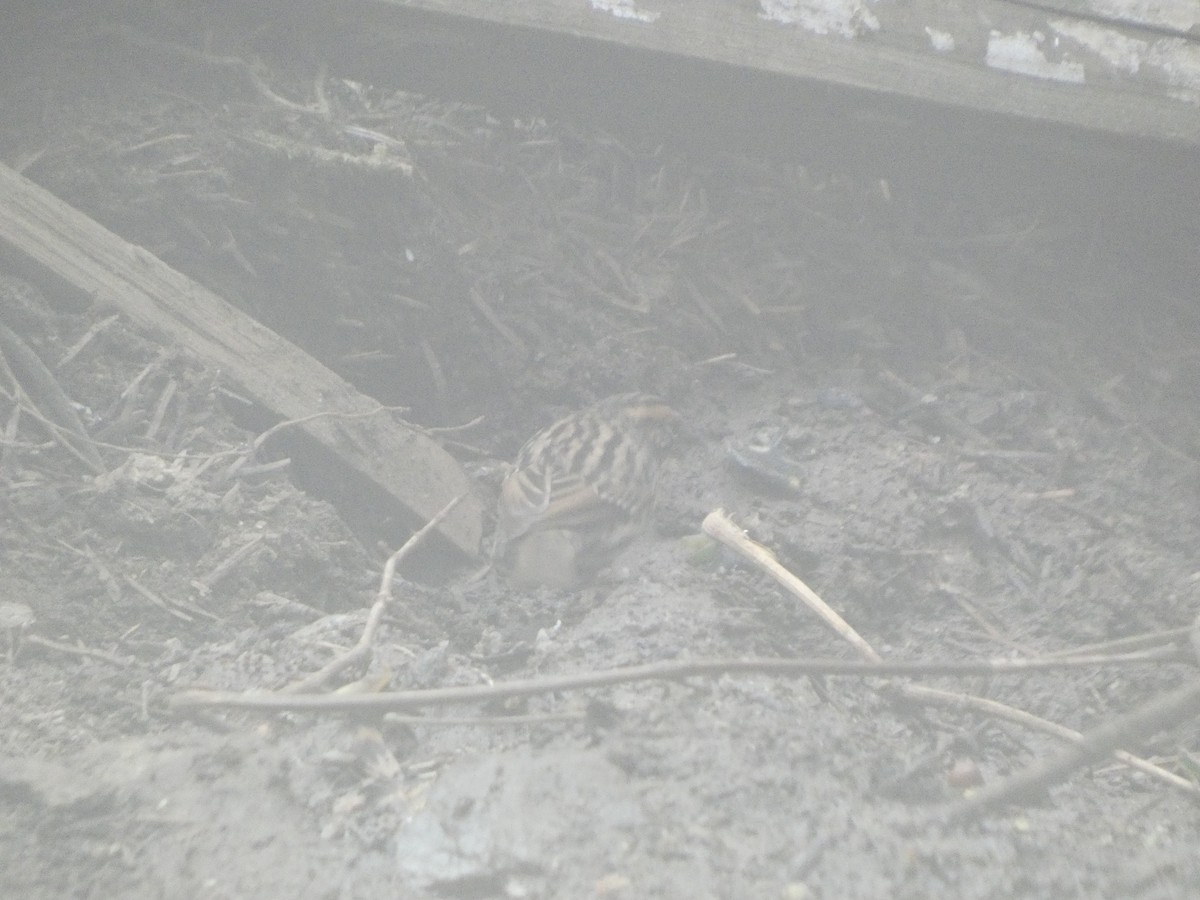 Rufous-breasted Accentor - ML633236082