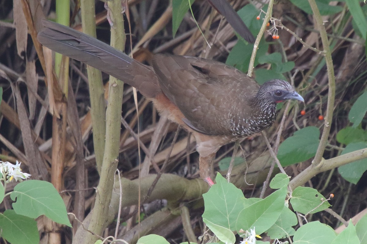 Speckled Chachalaca - ML633236085
