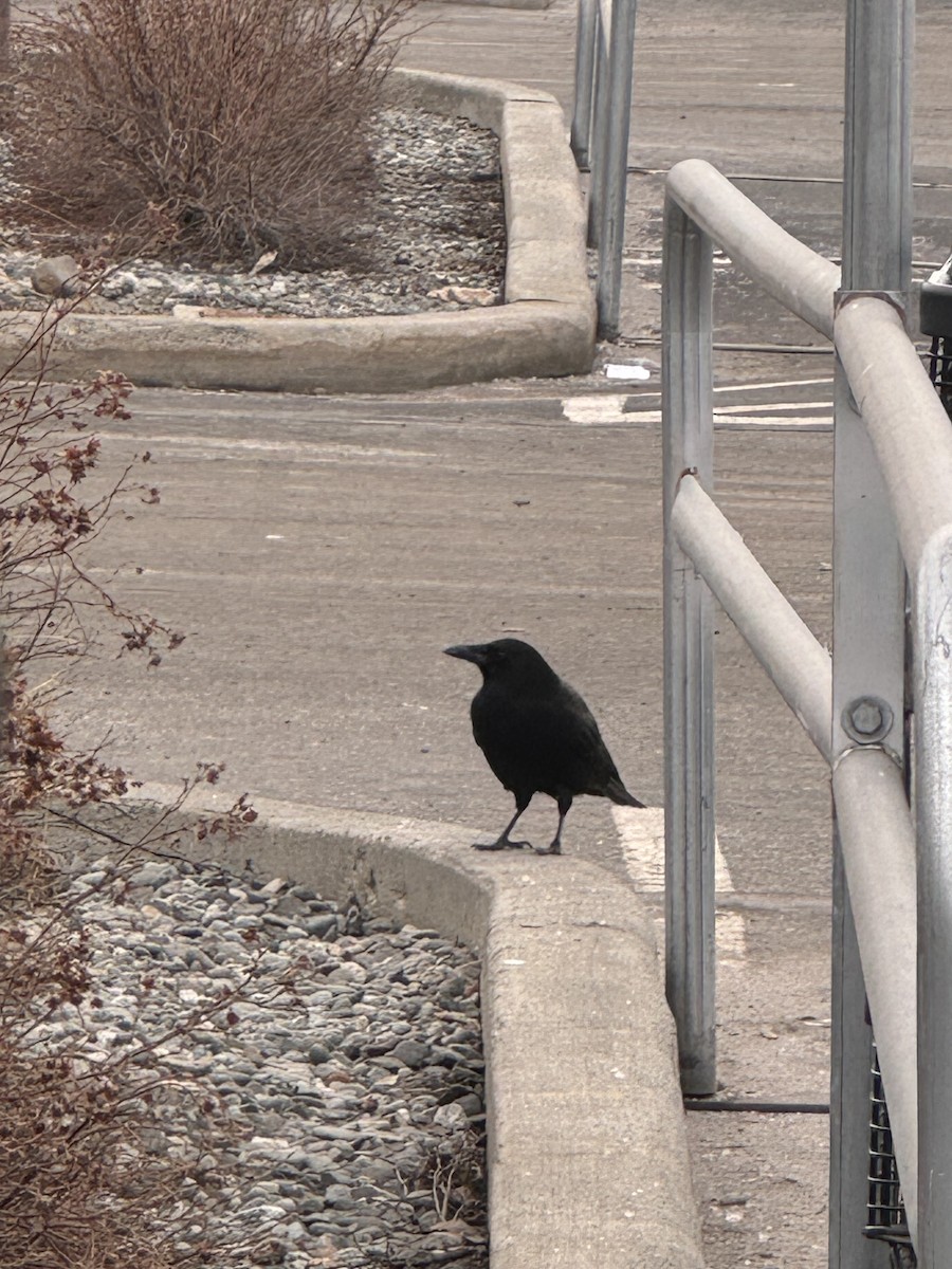 American Crow - ML633236113