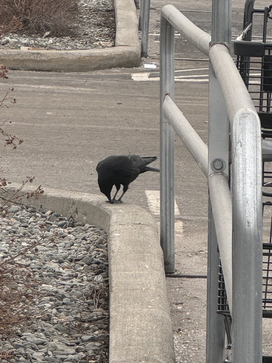 American Crow - ML633236114