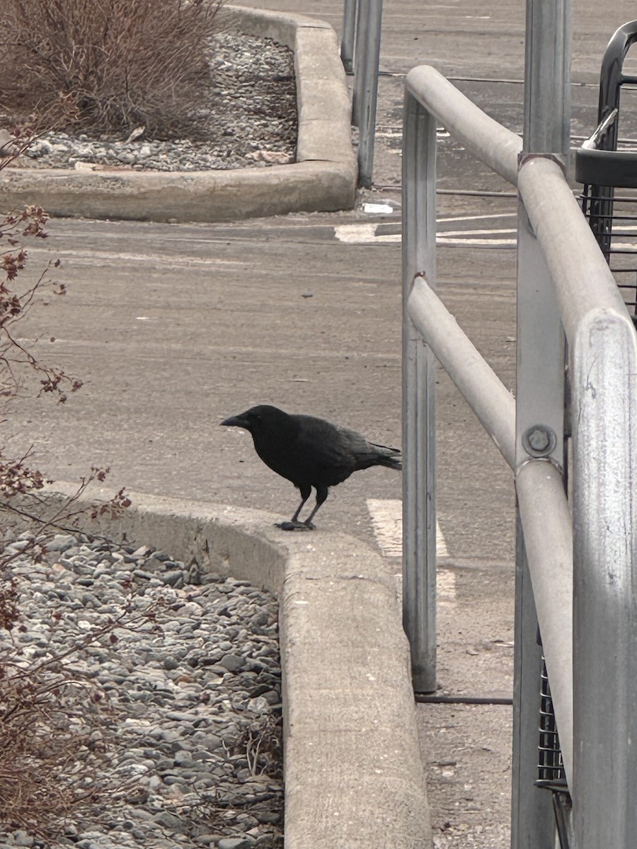 American Crow - ML633236115