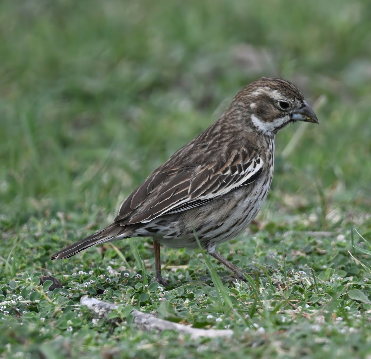 Lark Bunting - ML633236300