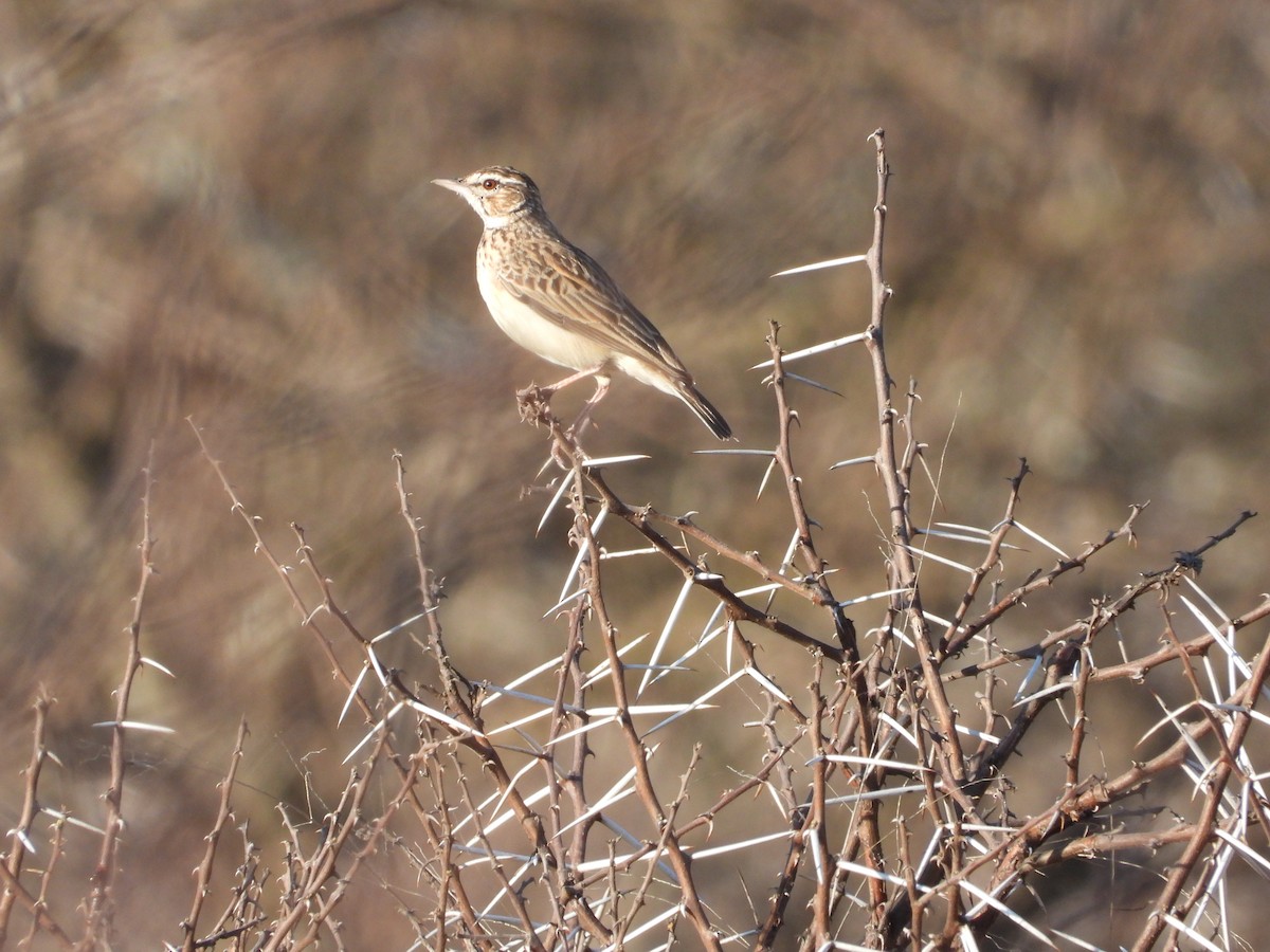 Short-clawed Lark - ML633236302