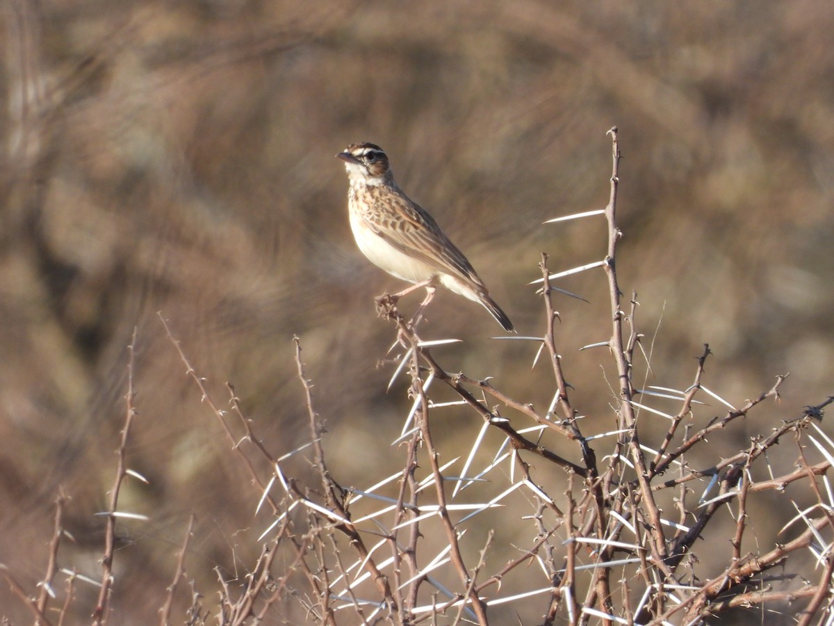 Short-clawed Lark - ML633236304