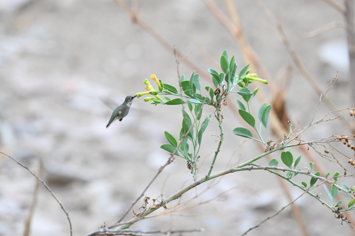 Black-chinned Hummingbird - ML633236357