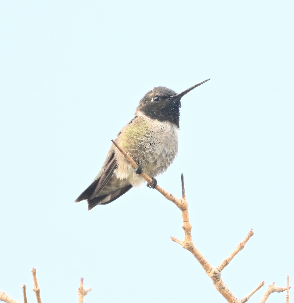 Black-chinned Hummingbird - ML633236358