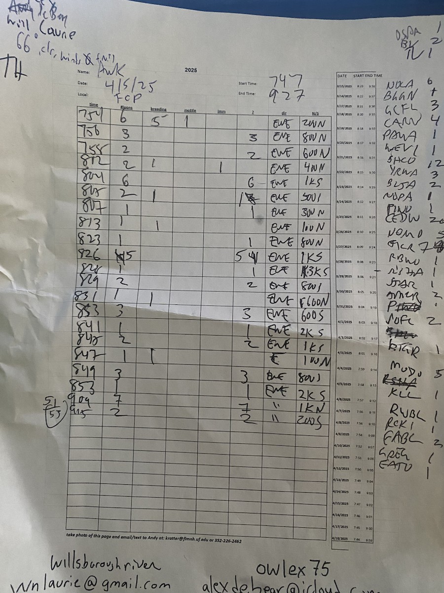 Common Loon - ML633236394