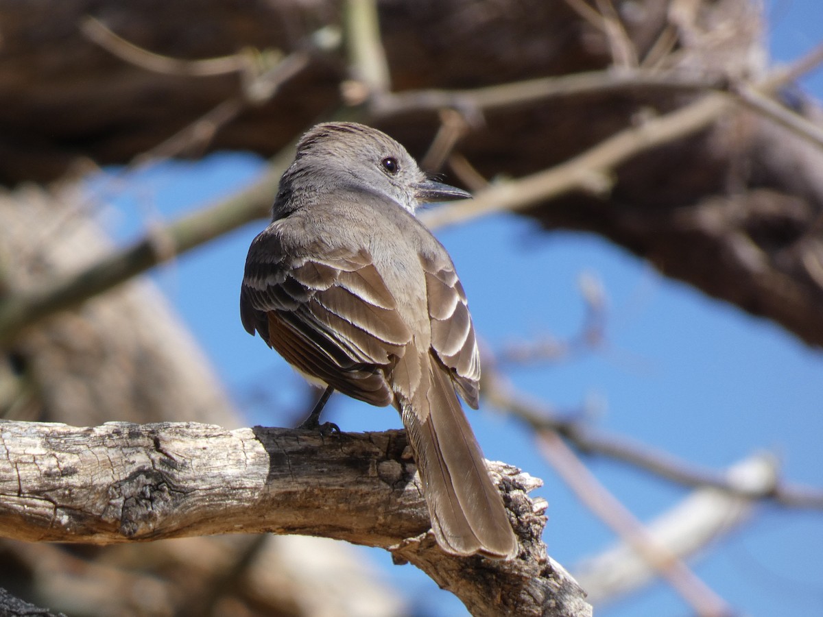 Ash-throated Flycatcher - ML633236395