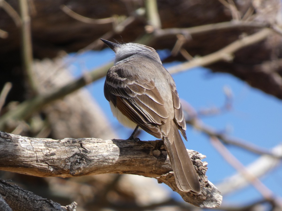 Ash-throated Flycatcher - ML633236396