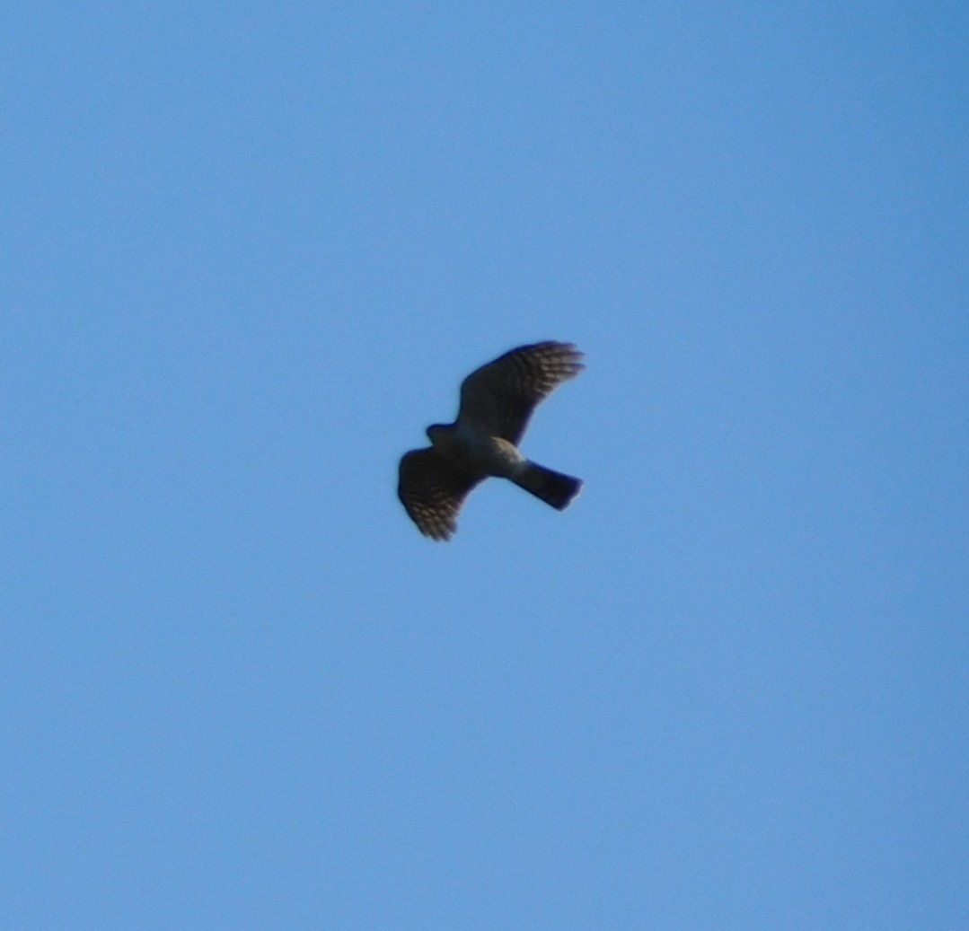 Bicolored Hawk - ML633236427