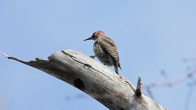 Northern Flicker - ML633236455