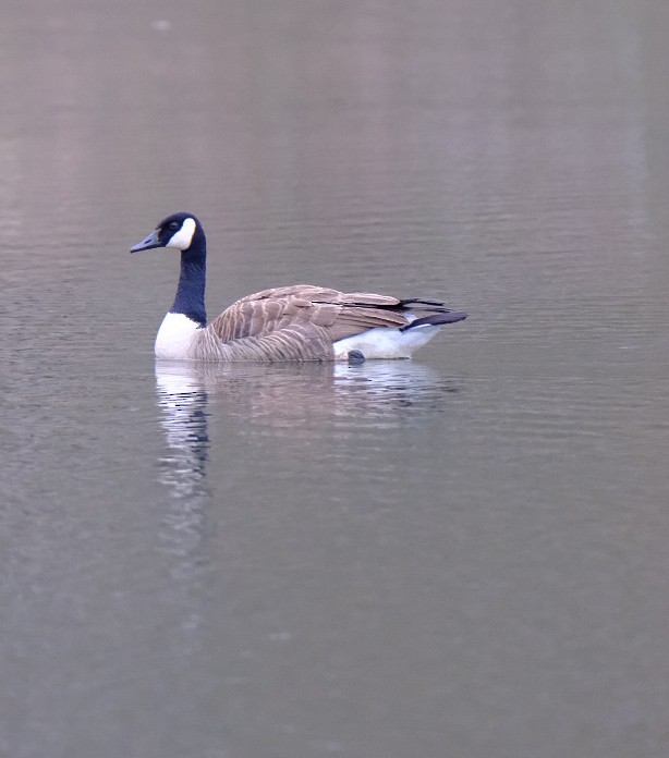 Canada Goose - ML633236462