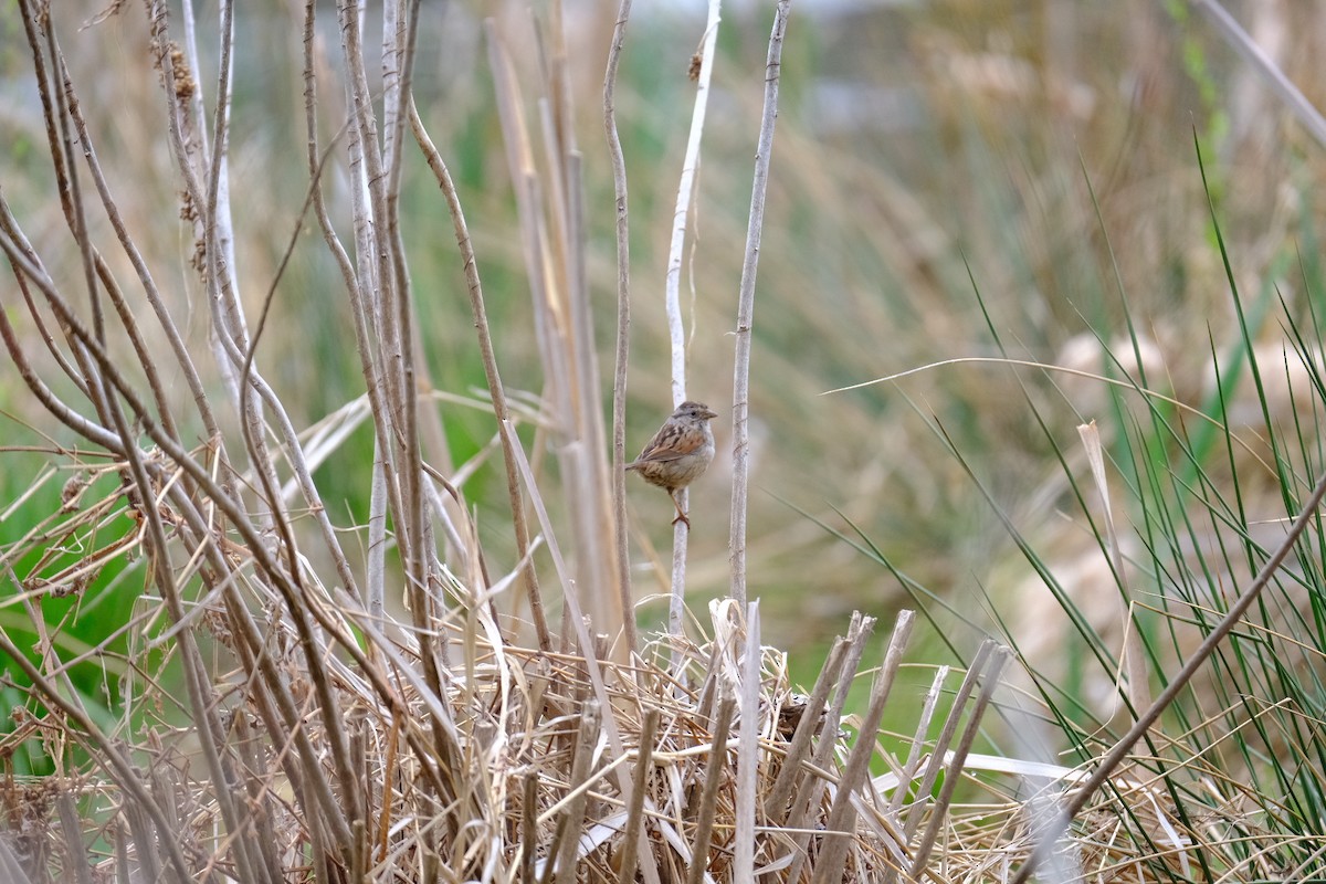 Swamp Sparrow - ML633236465