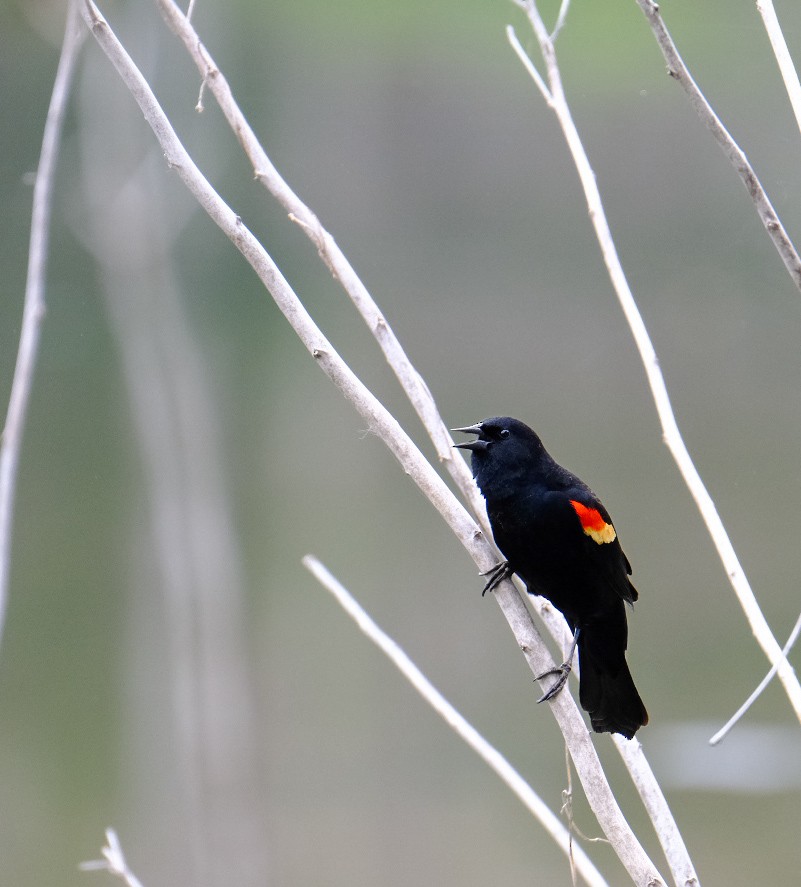 Red-winged Blackbird - ML633236472
