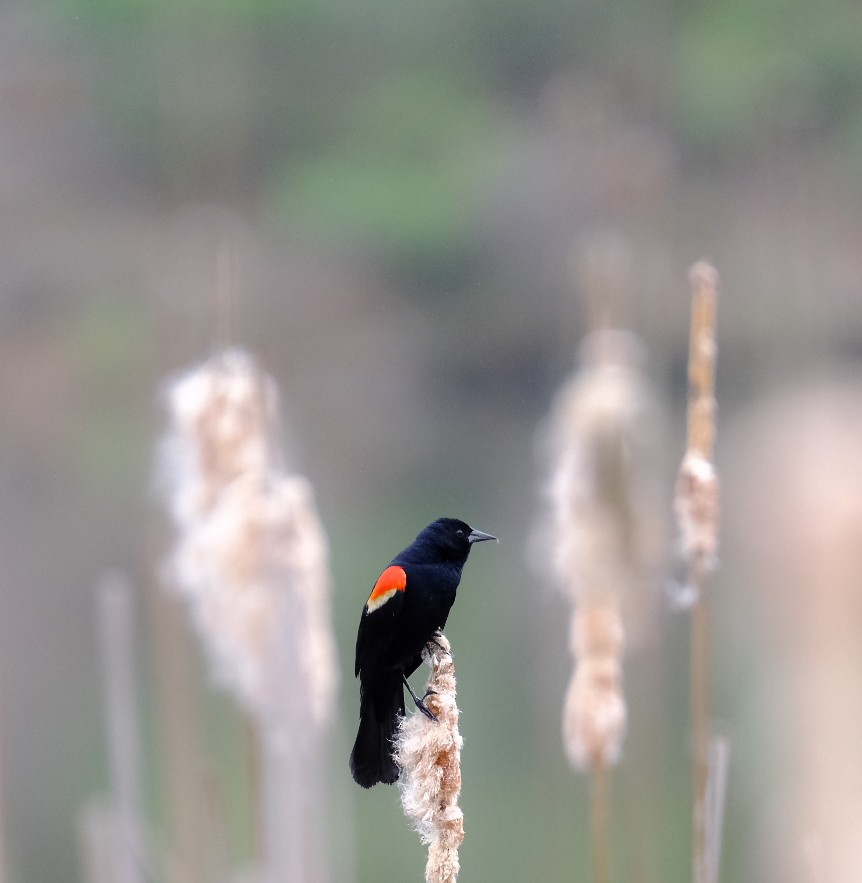 Red-winged Blackbird - ML633236473