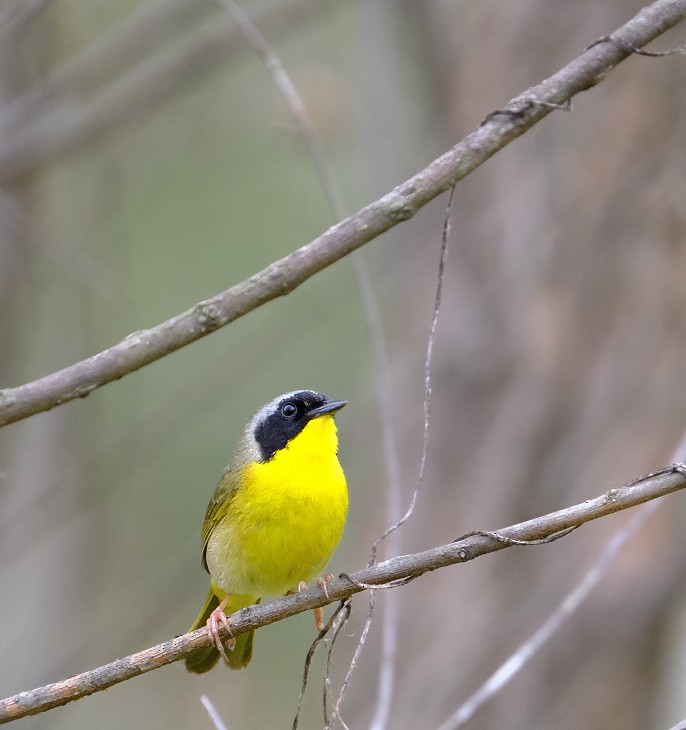 Common Yellowthroat - ML633236486