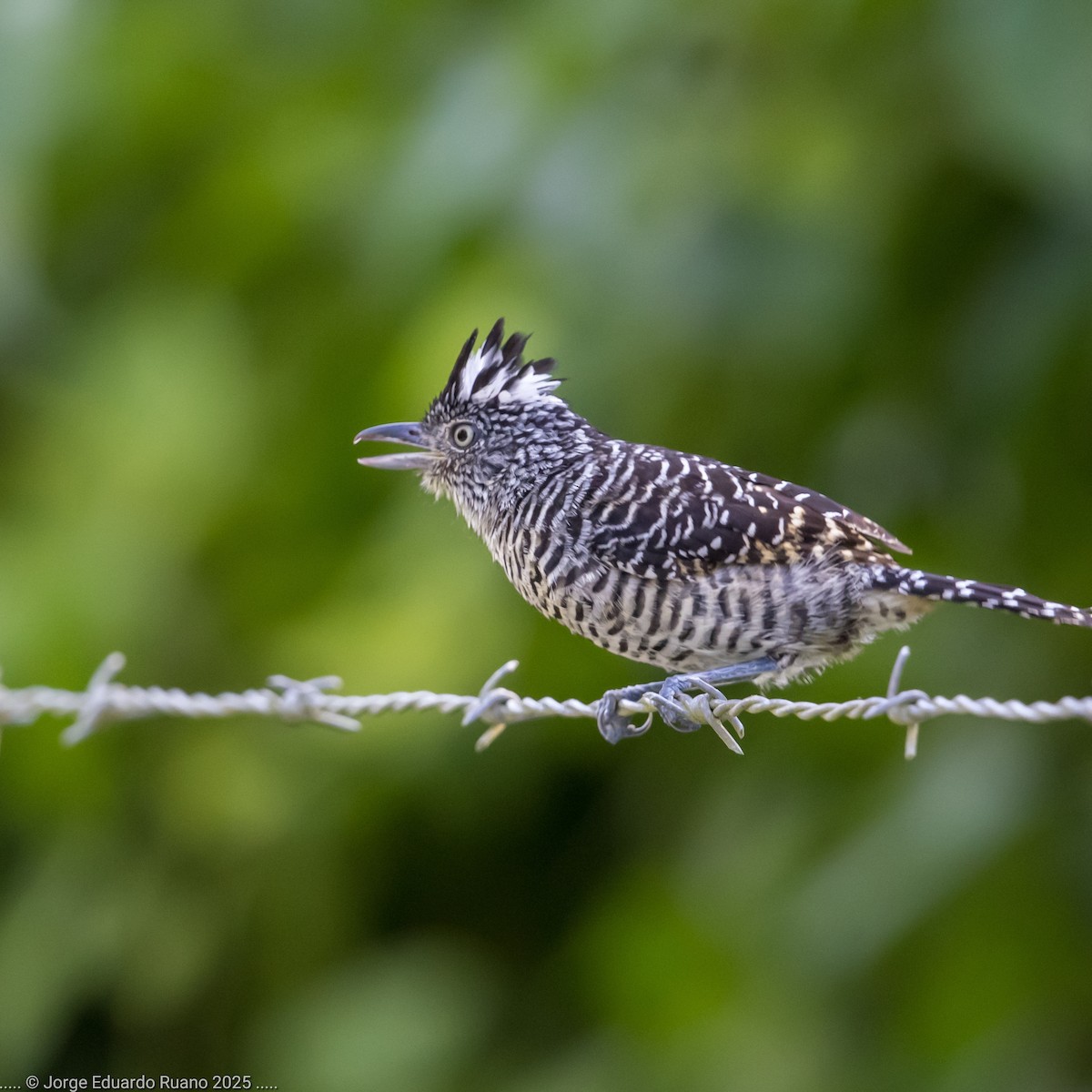 Barred Antshrike - ML633236507