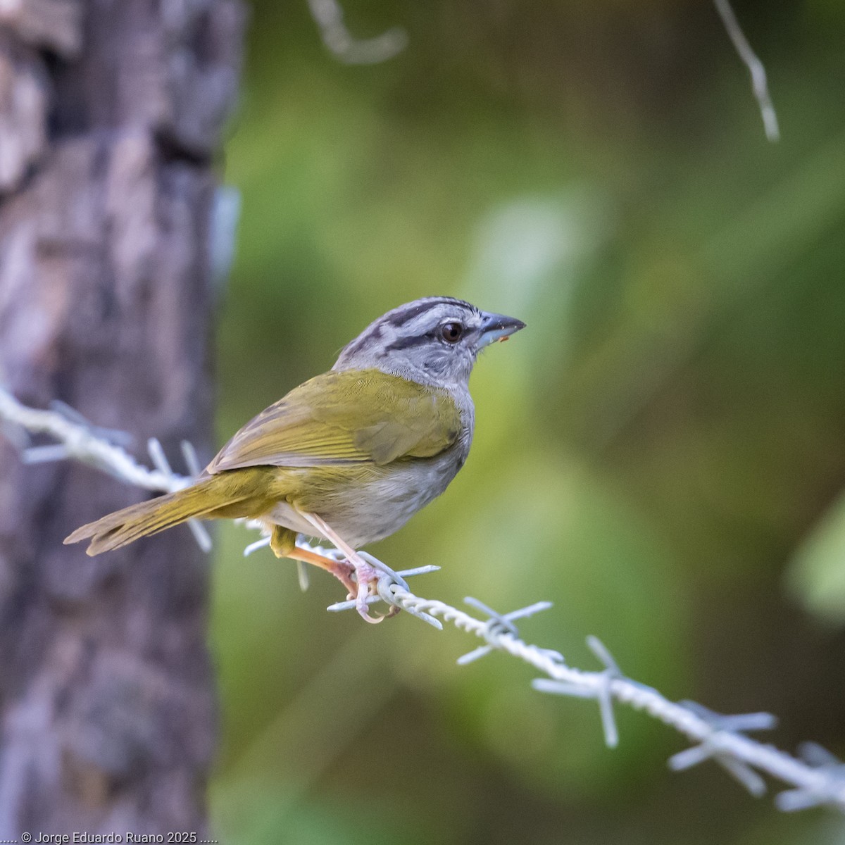 Green-backed Sparrow - ML633236538