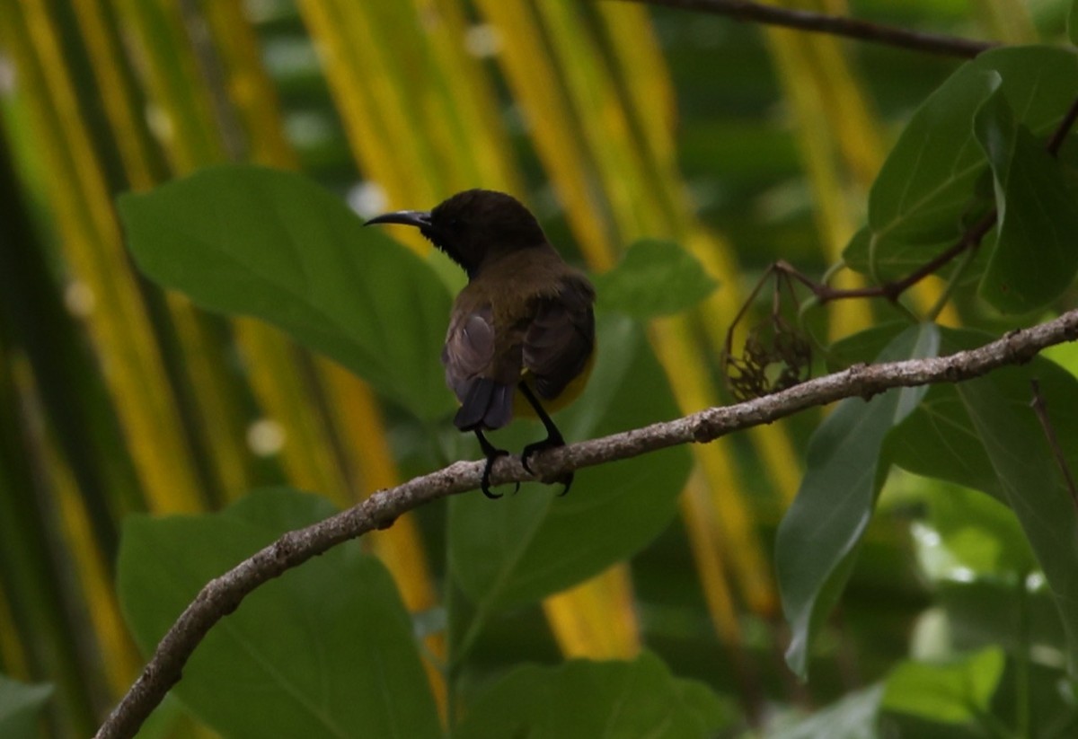 Tukangbesi Sunbird - ML633236556