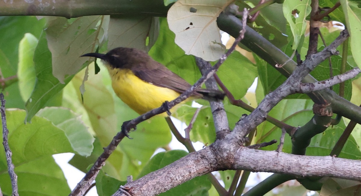 Tukangbesi Sunbird - ML633236557