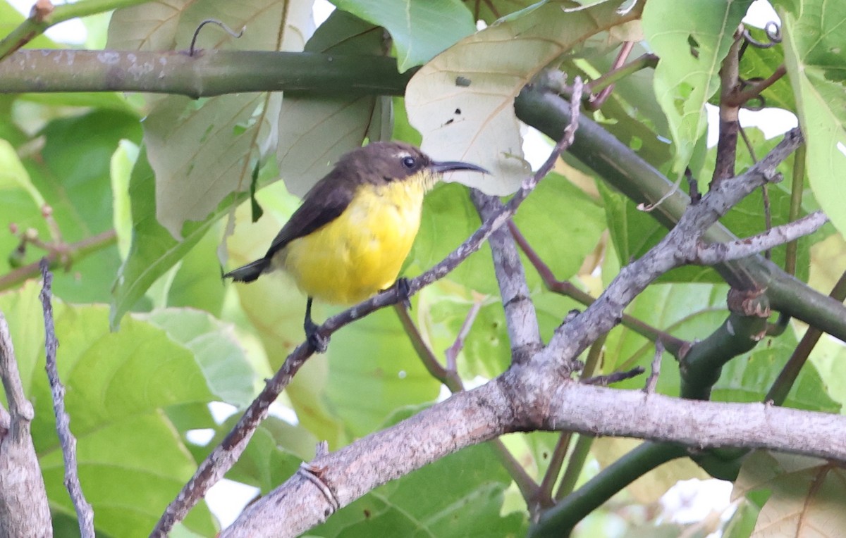 Tukangbesi Sunbird - ML633236558