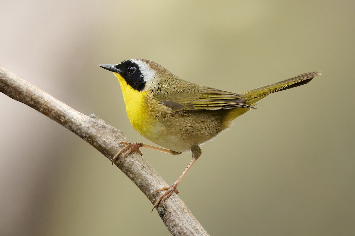 Common Yellowthroat - Corby Amos