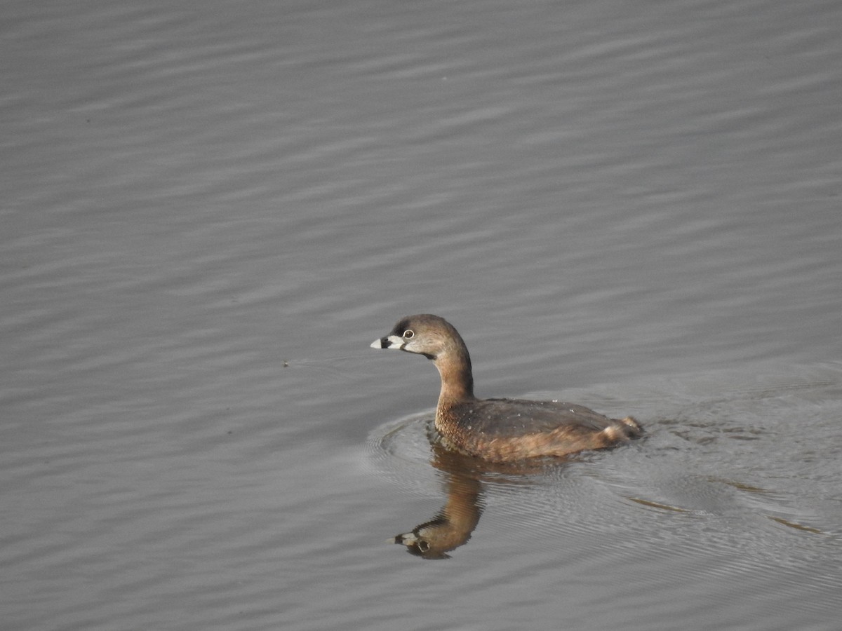 Pied-billed Grebe - ML633236771