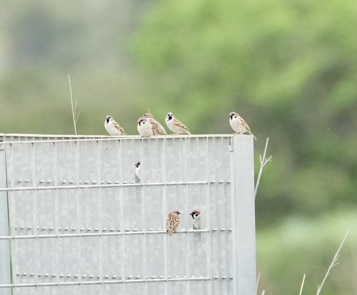 Хээрийн бор шувуу - ML633236775