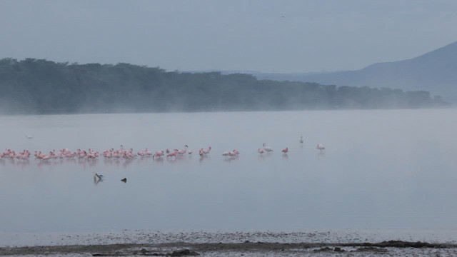 Flamant nain - ML633236860