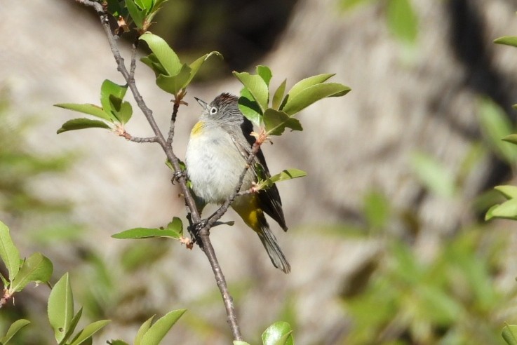 Virginia's Warbler - ML633236956