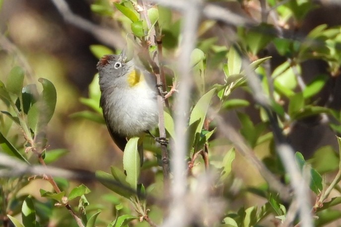 Virginia's Warbler - ML633236957