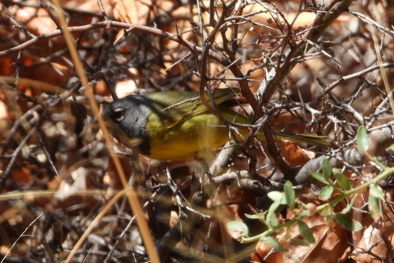 MacGillivray's Warbler - ML633237015