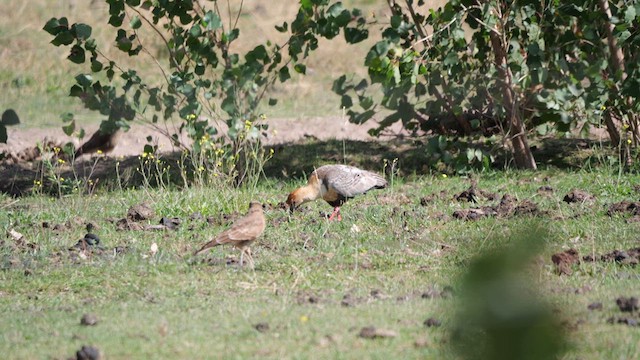 Black-faced Ibis - ML633237017