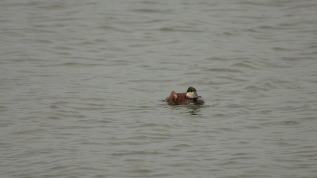 Ruddy Duck - ML633237095
