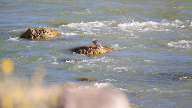 Torrent Duck - ML633237142