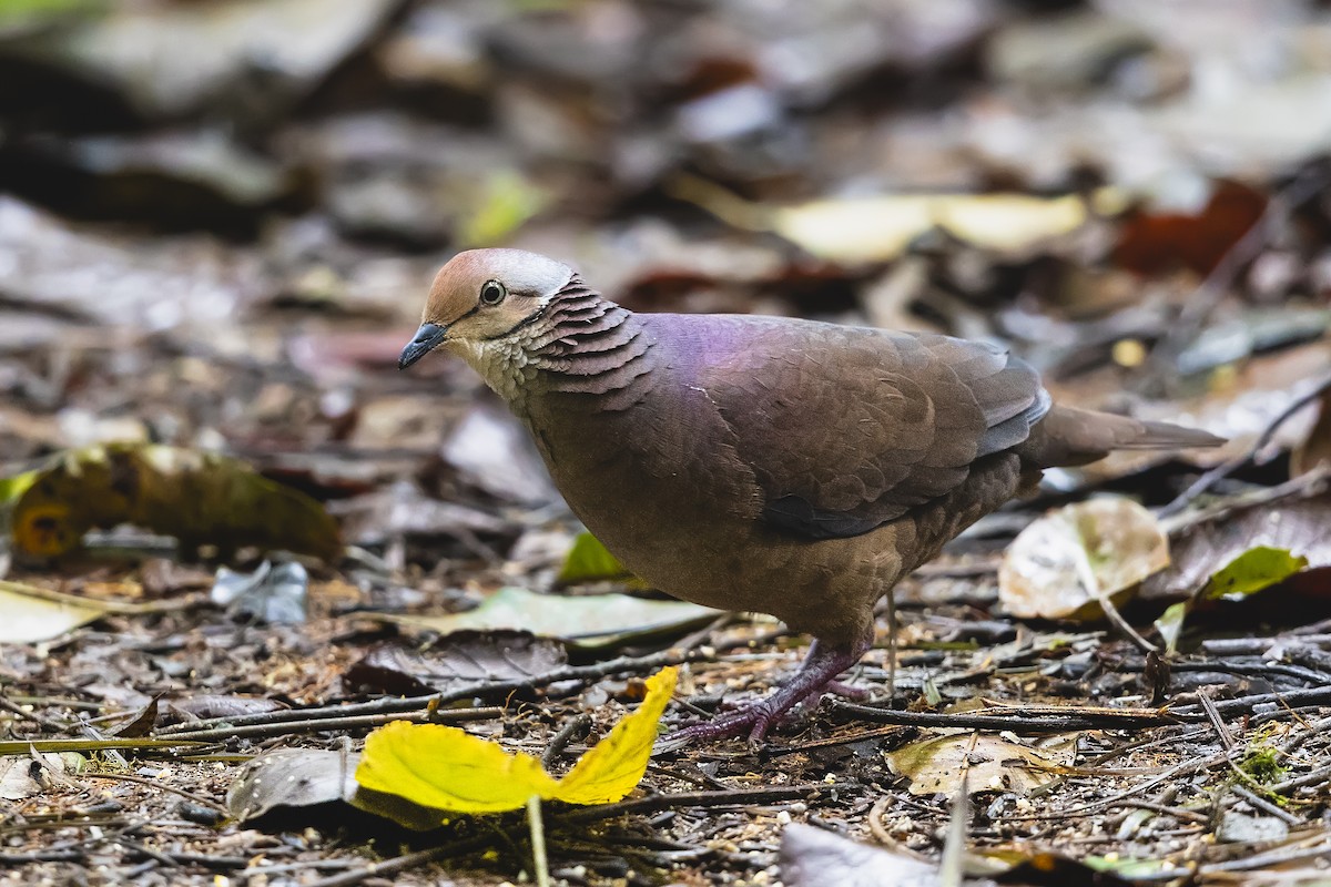 Lined Quail-Dove - ML633237235