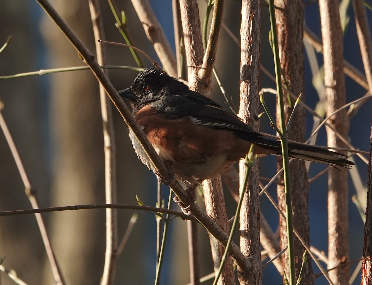 Eastern Towhee - ML633237265