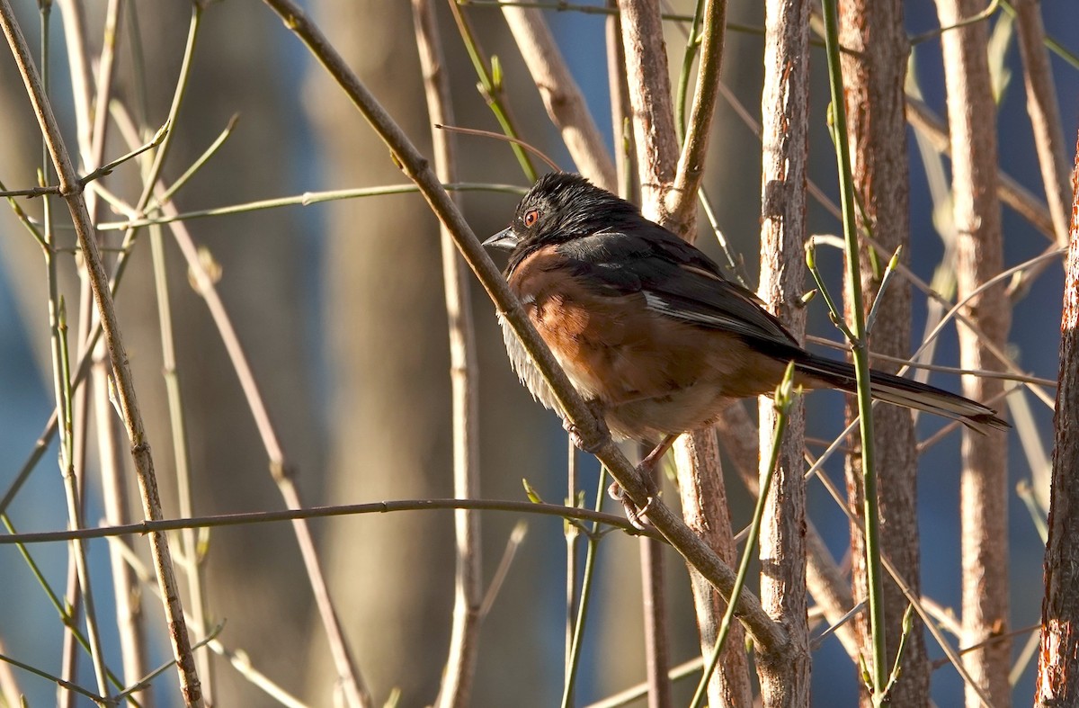 Eastern Towhee - ML633237274